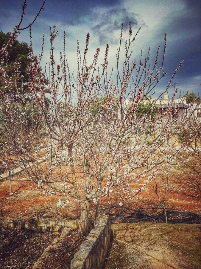 אוסטוני Villa Gardenia מראה חיצוני תמונה